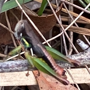 Methiola sp at Bonny Hills, NSW - suppressed
