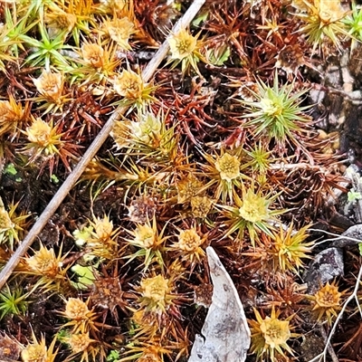 Polytrichaceae sp. (family) (A moss) at Hawker, ACT - 15 Feb 2025 by sangio7