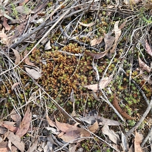 Polytrichaceae sp. (family) at Hawker, ACT - 15 Feb 2025 10:54 AM