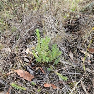 Melichrus urceolatus at Hawker, ACT - 15 Feb 2025 10:58 AM