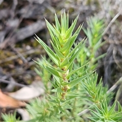 Melichrus urceolatus at Hawker, ACT - 15 Feb 2025 10:58 AM