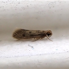 Tinea pellionella complex (Clothes moths (Tineidae)) at Cook, ACT by CathB