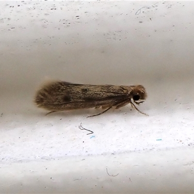 Tinea pellionella complex (Clothes moths (Tineidae)) at Cook, ACT by CathB