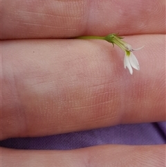 Lobelia purpurascens at Pappinbarra, NSW - 15 Feb 2025 04:14 PM