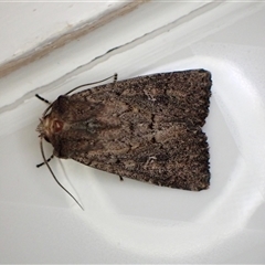 Dasygaster padockina (Tasmanian Cutworm) at Cook, ACT - 10 Feb 2025 by CathB