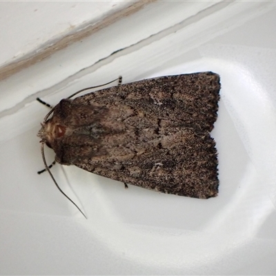 Dasygaster padockina (Tasmanian Cutworm) at Cook, ACT - 10 Feb 2025 by CathB