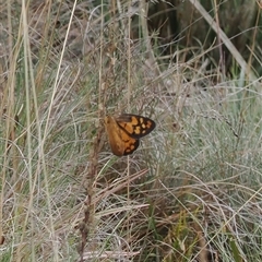 Heteronympha penelope (Shouldered Brown) at Cotter River, ACT - 12 Feb 2025 by RAllen