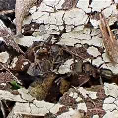 Rhytidoponera sp. (genus) (Rhytidoponera ant) at Aranda, ACT - Yesterday by CathB