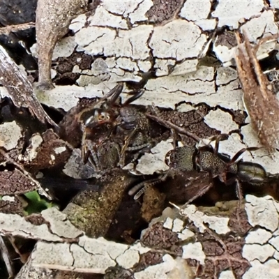 Rhytidoponera sp. (genus) (Rhytidoponera ant) at Aranda, ACT - Yesterday by CathB