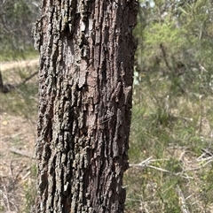 Calyptorhynchus lathami lathami (Glossy Black-Cockatoo) at Joadja, NSW - 15 Feb 2025 by cre8momentum