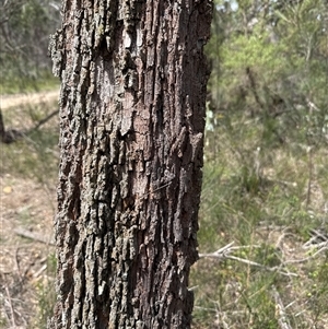 Calyptorhynchus lathami lathami at Joadja, NSW - suppressed