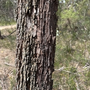 Calyptorhynchus lathami lathami at Joadja, NSW - suppressed