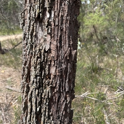 Zanda funerea at Joadja, NSW - Today by cre8momentum