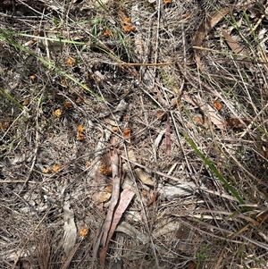 Calyptorhynchus lathami lathami at Joadja, NSW - suppressed