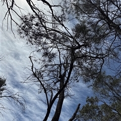 Calyptorhynchus lathami lathami at Joadja, NSW - suppressed