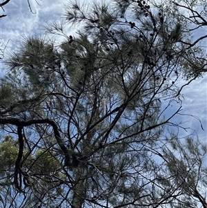 Calyptorhynchus lathami lathami at Joadja, NSW - suppressed