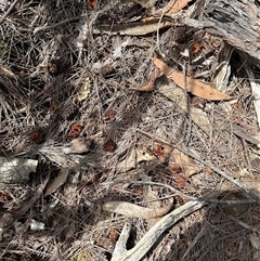 Calyptorhynchus lathami lathami at Joadja, NSW - Today by cre8momentum