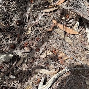 Calyptorhynchus lathami lathami at Joadja, NSW - suppressed