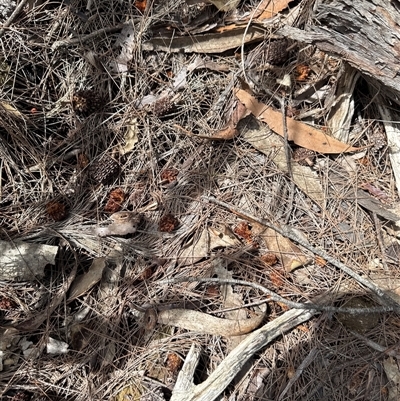 Calyptorhynchus lathami lathami at Joadja, NSW - Today by cre8momentum