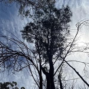 Calyptorhynchus lathami lathami at Joadja, NSW - suppressed