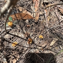 Calyptorhynchus lathami lathami at Joadja, NSW - Today by cre8momentum