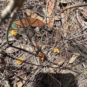 Calyptorhynchus lathami lathami at Joadja, NSW - suppressed