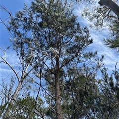 Calyptorhynchus lathami lathami at Joadja, NSW - suppressed