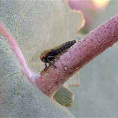 Unidentified Leafhopper or planthopper (Hemiptera, several families) at Franklin, ACT - Today by chriselidie