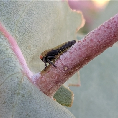 Unidentified Leafhopper or planthopper (Hemiptera, several families) at Franklin, ACT - Today by chriselidie