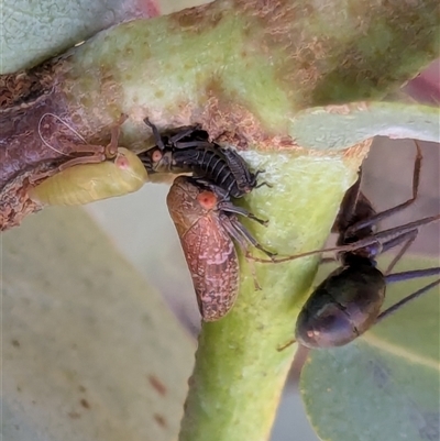 Unidentified Leafhopper or planthopper (Hemiptera, several families) at Franklin, ACT - Today by chriselidie