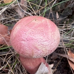 Boletellus sp. (Boletellus) at Bonny Hills, NSW - 15 Feb 2025 by pls047