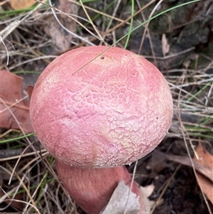 Boletellus sp. at Bonny Hills, NSW - suppressed