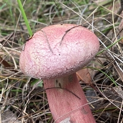 Boletellus sp. at Bonny Hills, NSW - suppressed
