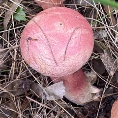 Boletellus sp. at Bonny Hills, NSW - suppressed
