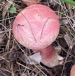 Boletellus sp. at Bonny Hills, NSW - suppressed