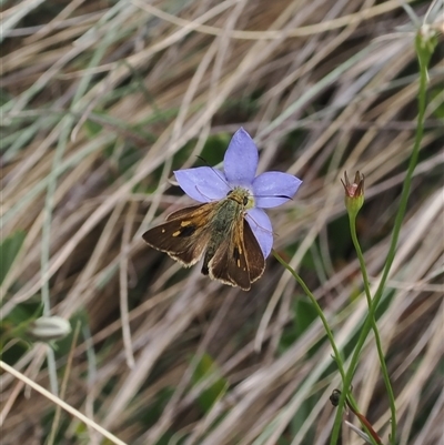 Timoconia flammeata (Bright Shield-skipper) at Cotter River, ACT - 12 Feb 2025 by RAllen