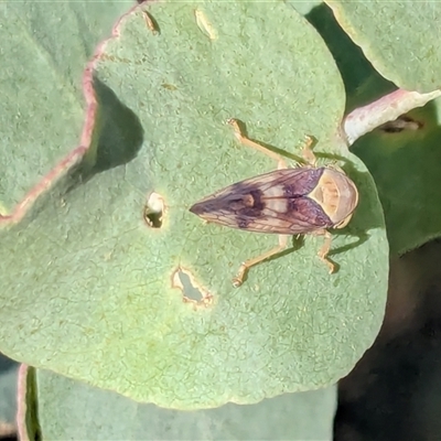 Brunotartessus fulvus (Yellow-headed Leafhopper) at Franklin, ACT - 15 Feb 2025 by chriselidie