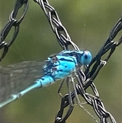 Coenagrionidae (family) (Unidentified damselfly) at Bonny Hills, NSW - 15 Feb 2025 by pls047