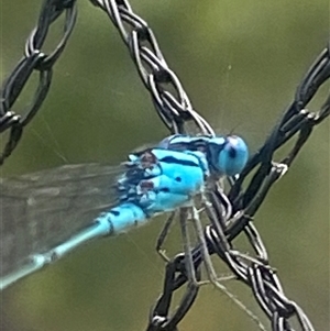 Coenagrionidae (family) at Bonny Hills, NSW - suppressed