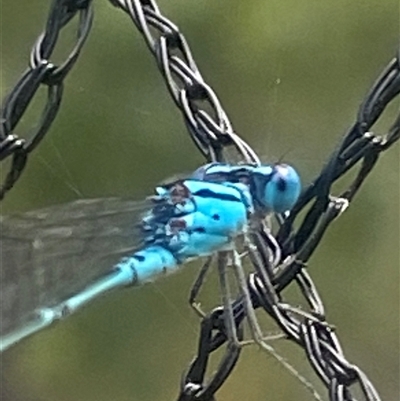 Coenagrionidae (family) (Unidentified damselfly) at Bonny Hills, NSW - 15 Feb 2025 by pls047