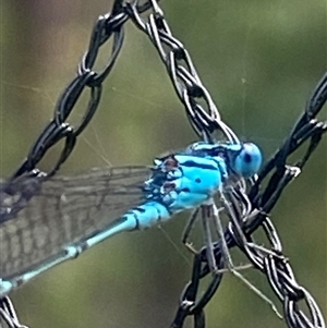 Coenagrionidae (family) at Bonny Hills, NSW - suppressed