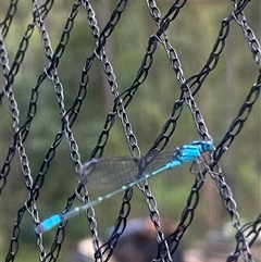 Coenagrionidae (family) at Bonny Hills, NSW - suppressed