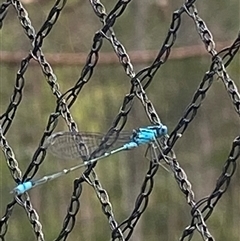 Coenagrionidae (family) at Bonny Hills, NSW - suppressed