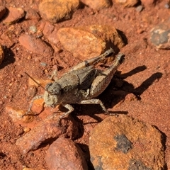 Phaulacridium vittatum (Wingless Grasshopper) at Franklin, ACT - 15 Feb 2025 by chriselidie