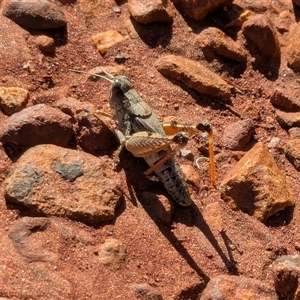 Phaulacridium vittatum at Franklin, ACT - 15 Feb 2025 04:46 PM