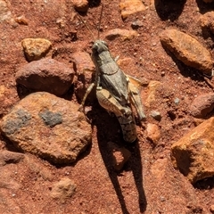 Phaulacridium vittatum at Franklin, ACT - 15 Feb 2025 04:46 PM