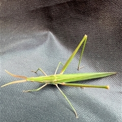 Acrida conica (Giant green slantface) at Reid, ACT - 15 Feb 2025 by AndyRussell