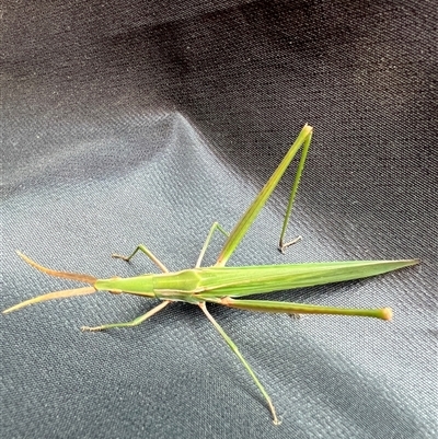 Acrida conica (Giant green slantface) at Reid, ACT - 15 Feb 2025 by AndyRussell