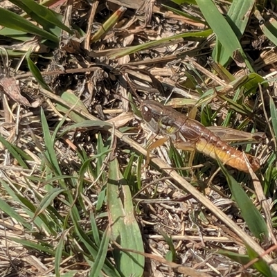 Praxibulus sp. (genus) (A grasshopper) at Throsby, ACT - Today by chriselidie