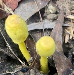 Leucocoprinus birnbaumii (Plantpot Dapperling) at Bonny Hills, NSW - 14 Feb 2025 by pls047